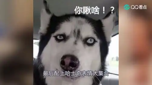  哈士奇每天叫主人起床,在角度表情控制方面,它的技术一流
