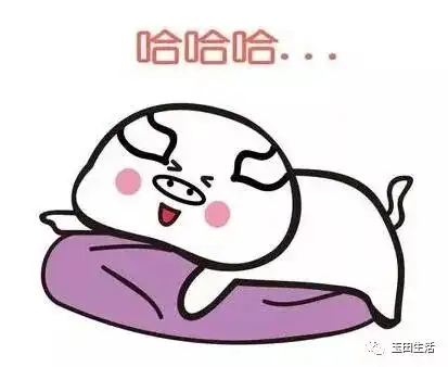  啥情况猪年只有354天