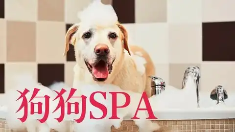  到底能不能给狗狗毛发染色