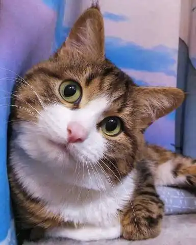  喜怒哀乐都难不倒它,喵界的演技派随便一个表情都可以得奖,不信你瞧瞧