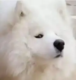  够用一年的狗狗表情包,快拿去讨红包