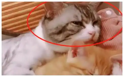  猫咪抱着小媳妇在休息,被铲屎官打扰后,猫咪的表情笑喷