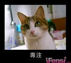 狗托表情包猫咪