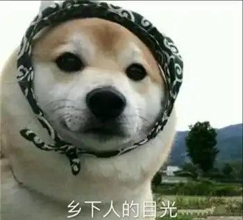 最全沙雕狗子表情包合辑年度最傻狗子都在这儿了 最全沙雕狗子表情包合辑年度最傻狗子都在这儿了