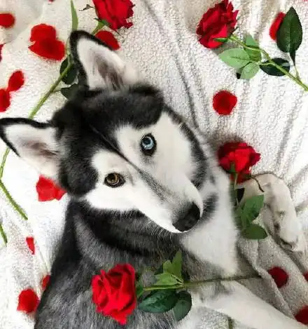  网友家的异瞳哈士奇,简直美到爆炸...