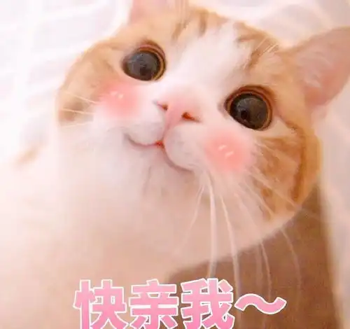  小奶猫你知道被一只20斤的肥橘砸中是怎么的体验吗