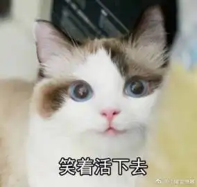担心表情包猫咪这只
