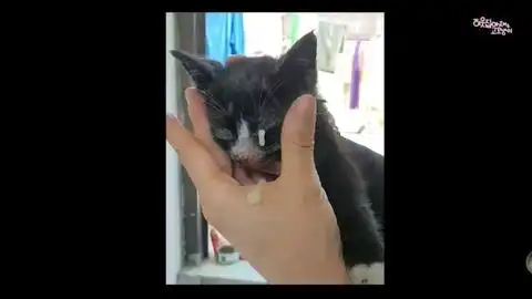 猫咪冲刺表情包好人一生