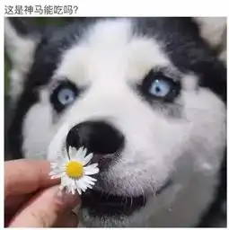  前方高能,一大波哈士奇表情包来袭,我已经收藏了