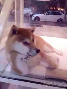  武汉一网友买了个西瓜,结果当场爆炸