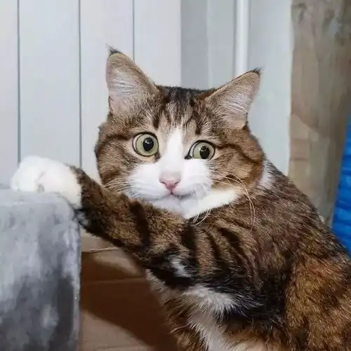  残疾对猫狗意味着什么它们的故事比想象中更暖心
