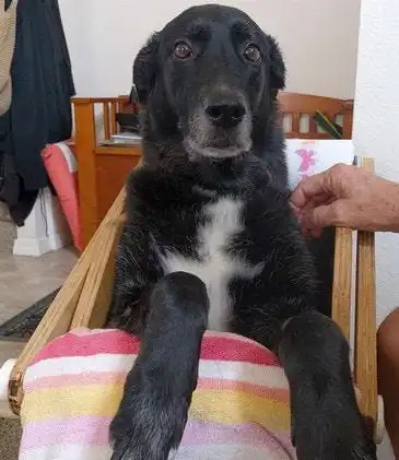 柴犬斜视表情包柴犬