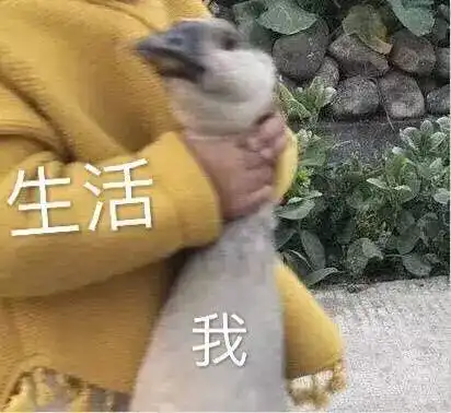 恭喜微信表情包蒸大蒜水