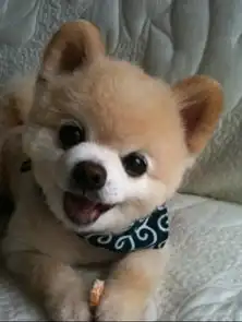  这是什么狗啊