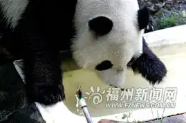 熊猫放屁爱心表情包熊猫