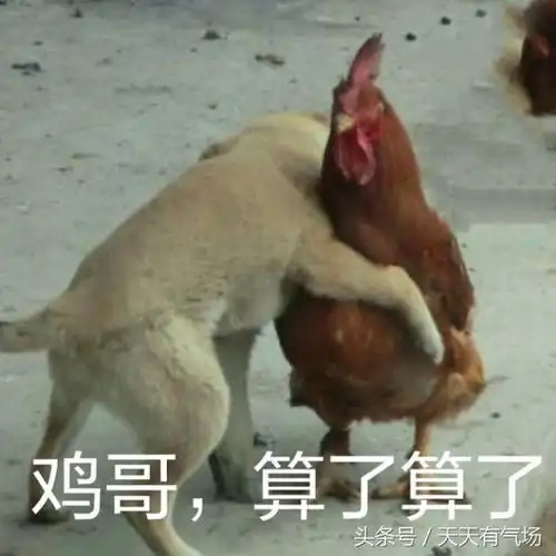  萌爆的小鸡公鸡母鸡要好好高冷一把