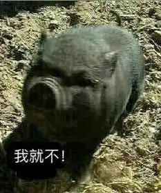  猪表情包猪表情包大全下载