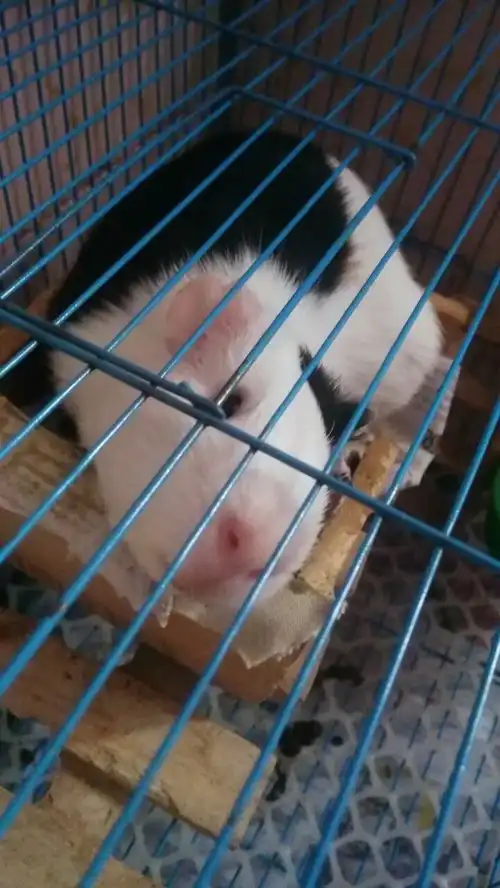  如何养好一只豚鼠荷兰猪