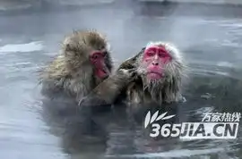  猕猴泡温泉享受至极昏昏欲睡表情特有趣
