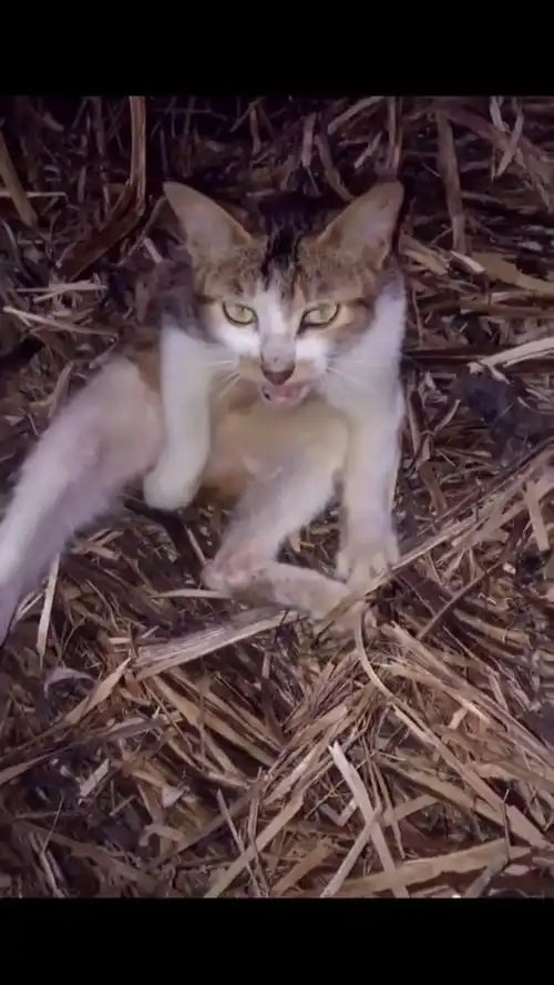  宠物世界看见心痛,救救小猫咪吧,好人一生平安