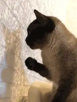 这几种猫,最记仇,得罪了就报复你