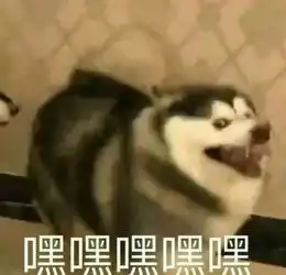 沙雕狗子表情包头像