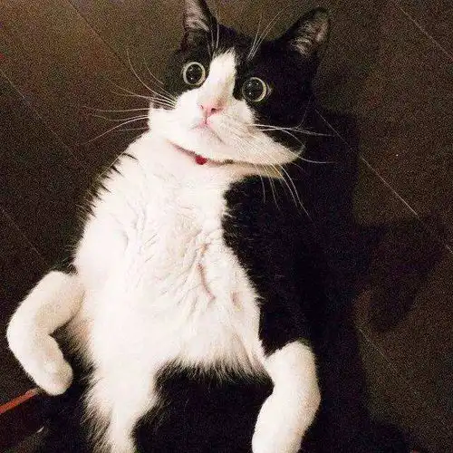  测试土猫和宠物猫胆量,这个结果让我哭笑不得