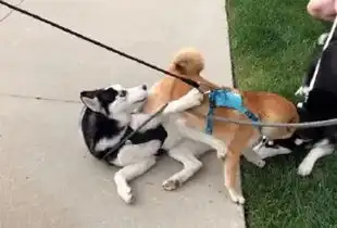  哈士奇偶遇柴犬,一言不合就打了起来,可下一秒...简直不忍直视