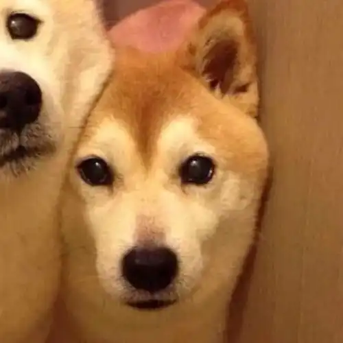  好看的情侣头像送给你