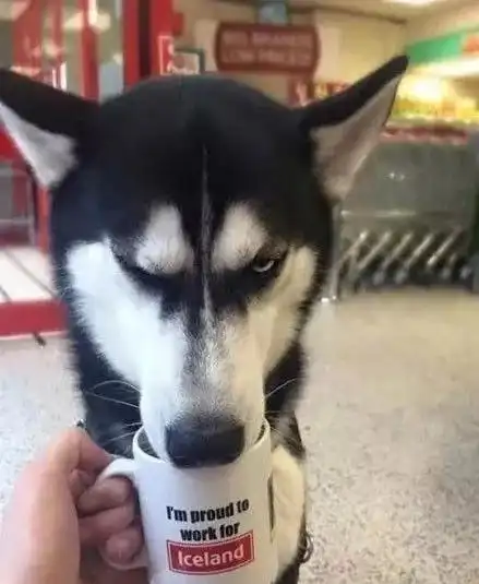 哈士奇表情包动图汪界