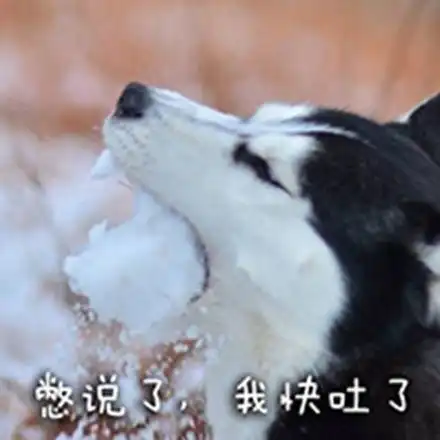  哈士奇二哈今日份表情包