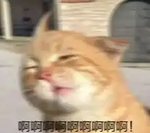  猫狗陪你度过漫长的一周