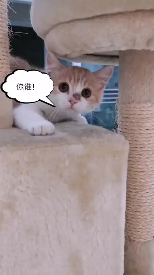  家里的猫第一次看到敷面膜的我,这小表情都被吓到了,吓猫真是太好玩了
