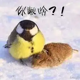  一文秒懂荷兰猪交友准则,你值得拥有