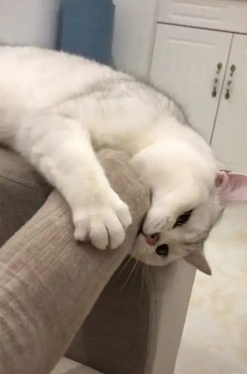  猫咪一个劲的啃铲屎官的脚,引网友担心,网友小心被传染脚气