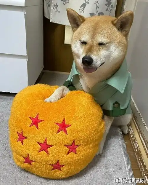  又一个柴犬表情包戏精汪星人堪比狗界影后