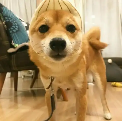  柴犬萌死人不偿命网友看过后表示想养狗了