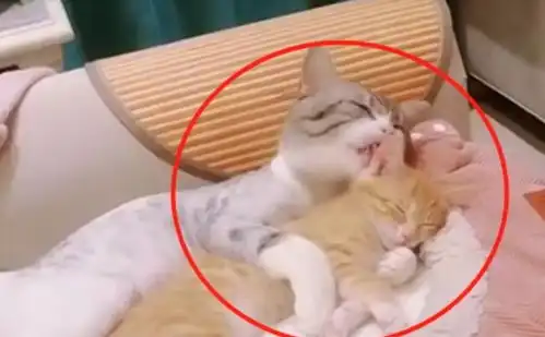  猫咪抱着小媳妇在休息,被铲屎官打扰后,猫咪的表情笑喷