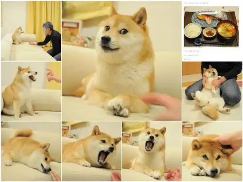 柴犬斜视表情包去世