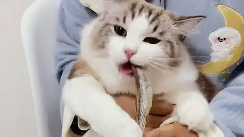  布偶猫吃个小鱼干,吃出一套表情包