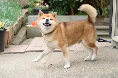  霸道总裁网红柴犬10岁了,以歪嘴笑走红网络,堪称移动表情包