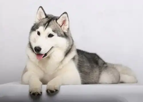 哈士奇表情包动图秋田犬