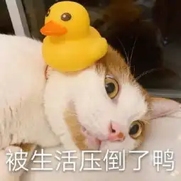  猫咪表情包合集小小的眼睛,大大的疑惑
