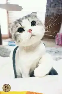  求这只猫的全套表情包