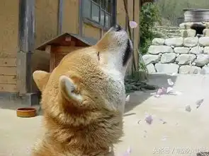  超红表情包16岁微笑天使柴柴去世他只是略显老态而已