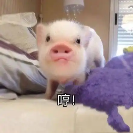 搞笑猪猪表情包,来啊一起吸猪啊