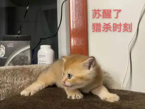  分享一波图片吧,自己家小宝贝的表情包