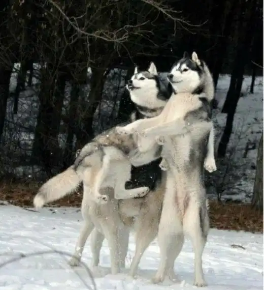  哈士奇打架多没意思,我们来拼表情包吧