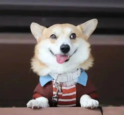 狗托表情包柯基犬