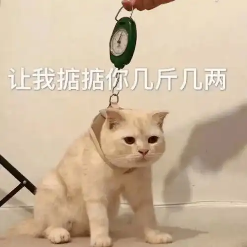 第68期喵表情内有69只萌猫,谨慎进入 第68期喵表情内有69只萌猫,谨慎进入